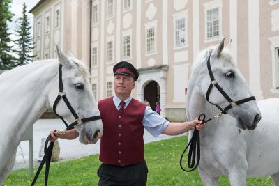 Lipizzaner trifft Lipizzanerdirndl _1