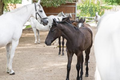 Lipizzaner trifft Lipizzanerdirndl _1