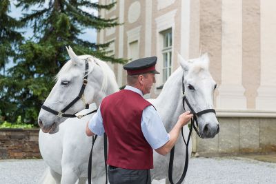 Lipizzaner trifft Lipizzanerdirndl _1