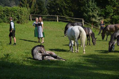 Making of - neue Lipizzanerkollektion_30