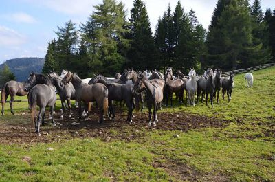 Making of - neue Lipizzanerkollektion_34