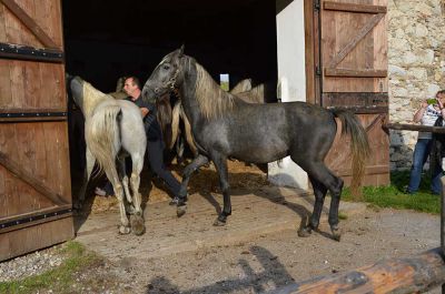 Making of - neue Lipizzanerkollektion_39